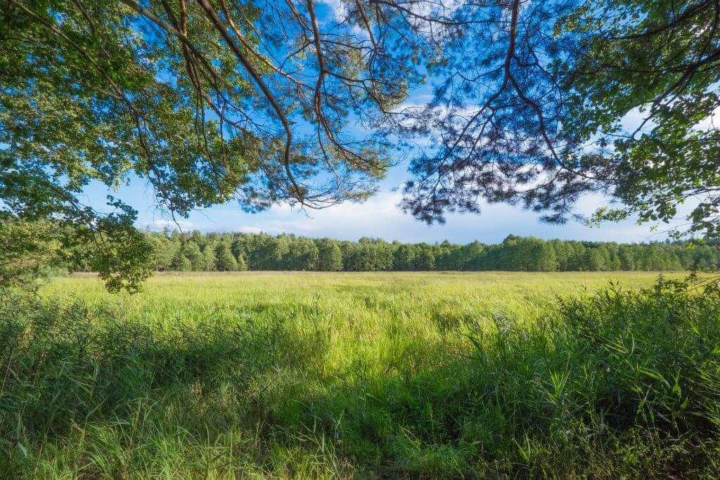 Heritage Acres strives to preserve land near Cincinnati through green burial, such as this wooded field